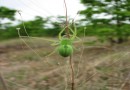 Micrommata virescens ©  Pandion Wild Tours